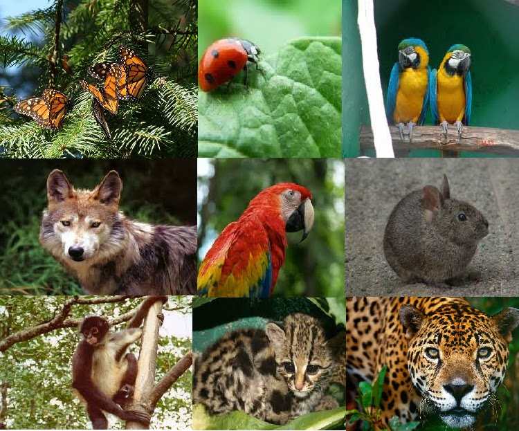 diversidad animales