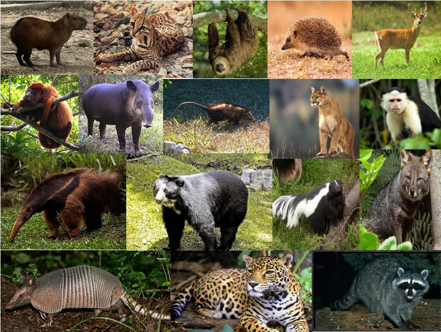 diversidad animales