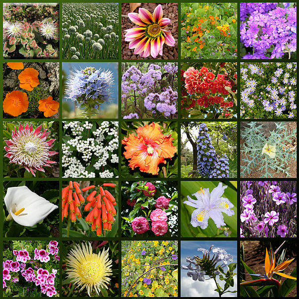 diversidad de flora